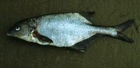 Hippopotamyrus grahami, Graham's stonebasher: fisheries