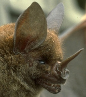 Image of: Phyllostomus hastatus (greater spear-nosed bat)