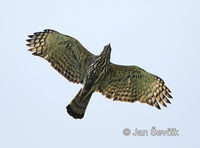 Spizaetus cirrhatus - Changeable Hawk-Eagle