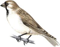 Image of: Pyrgilauda davidiana (Père David's snowfinch)