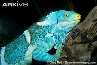 Fiji crested iguana - Brachylophus vitiensis