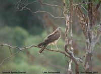 Spotted Harrier - Circus assimilis