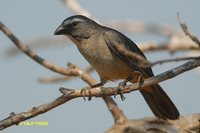 Grayish Saltator - Saltator coerulescens