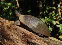 Black Wood Turtle  
