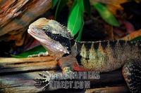 A lizard on display at a terrarium in Chicago , Illinois , USA . stock photo