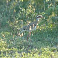 Violet-tipped Courser p.122