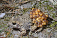 : Alytes obstetricans; Midwife Toad