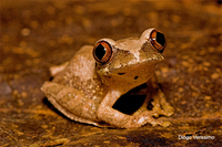 : Leptopelis kivuensis