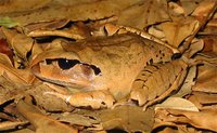 : Mixophyes fasciolatus; Great Barred-Frog