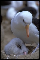 : Diomedea melanophris; Black Browed Albatross
