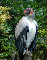 : Sarcoramphus papa; King Vulture