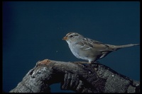 : Zonotrichia leucophrys; White-crowned Sparrow