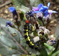 : Gnophaela vermiculata; Police Car Moth (larva)