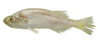 Isopisthus parvipinnis, Bigtooth corvina: fisheries, bait