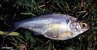 Dorosoma anale, Mexican river gizzard shad: fisheries