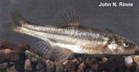Rhinichthys chrysogaster, Longfin dace: