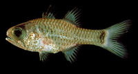 Phaeoptyx conklini, Freckled cardinalfish: