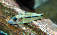 Stomatepia mariae, Nsess: aquarium