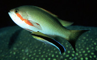 Pseudanthias huchtii, Red-cheeked fairy basslet: aquarium