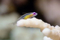 Bryaninops natans, Redeye goby: aquarium