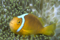 Amphiprion leucokranos, Whitebonnet anemonefish: aquarium
