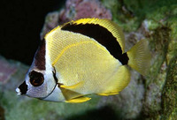 Johnrandallia nigrirostris, Blacknosed butterflyfish: aquarium