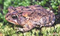 Image of: Bufo terrestris (southern toad)