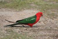 Alisterus scapularis - Australian King-Parrot