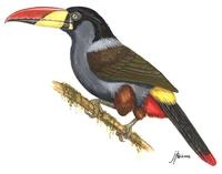 Image of: Andigena hypoglauca (grey-breasted mountain toucan)