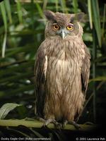 Dusky Eagle Owl - Bubo coromandus