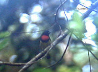 Scarlet-breasted Flowerpecker - Prionochilus thoracicus
