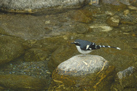 Slaty-backed Forktail - Enicurus schistaceus