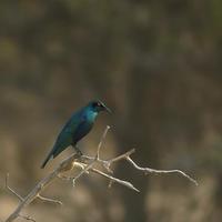 Southern Blue-eared Glossy-Starling, Lamprotornis elisabeth