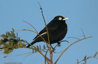 *NEW* Spectacled Tyrant: male