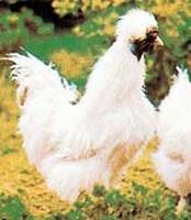 백색오골계 닭
