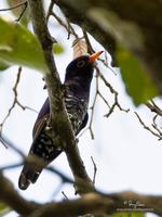 Violet Cuckoo (Male)