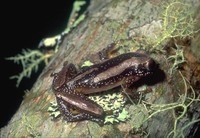 : Afrixalus osorioi; Osorio's Spiny Reed Frog