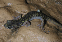 : Hydromantes imperialis; Imperial Cave Salamander