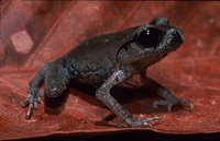 : Leptobrachium abbotti; Lowland Litter Frog