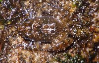 : Nannophrys ceylonensis; Sri Lankan Rock Frog