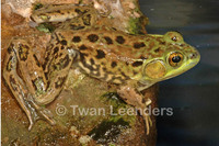 : Rana septentrionalis; Mink Frog