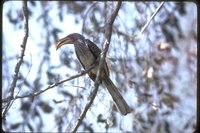 : Tockus sp.; Hornbill