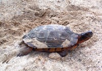 : Glyptemys insculpta; North American Wood Turtle