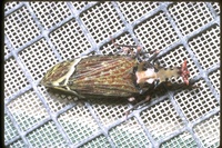 : Phrictus sp.; Lanterfly