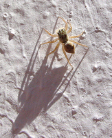: Salticidae sp.; Jumping Spider