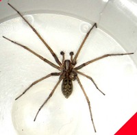 : Tegenaria agrestis; Hobo Spider