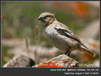Montifringilla ruficollis Rufous-necked Snowfinch 棕頸雪雀 116-004