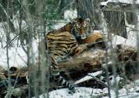 ***Тигр - Panthera tigris (Linnaeus, 1758) - Amur Tiger.