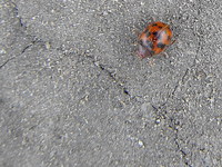 Subcoccinella vigintiquatuorpunctata - Alfalfa Ladybird