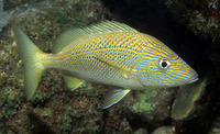 Haemulon plumierii, Grunt: fisheries, gamefish, aquarium